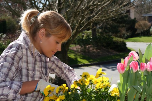 Whitechapel tree care expert managing mature urban tree